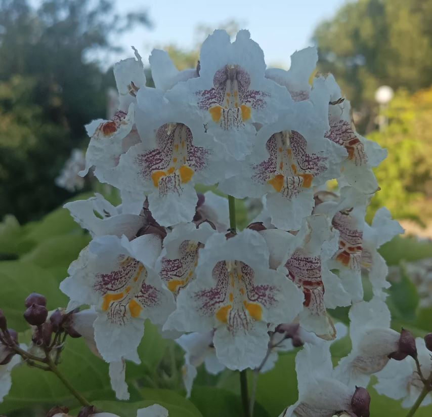 bignonia