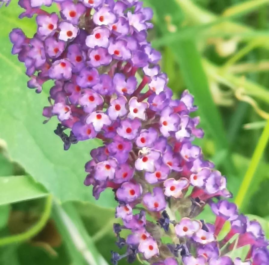 buddleja