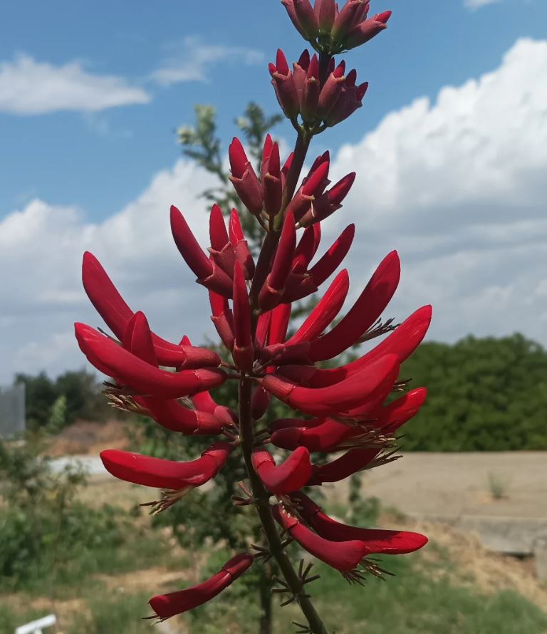 crestagallo