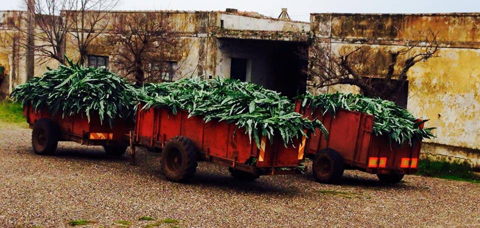 11045005 10204963596743823 8288330880128515726 n