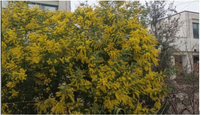 mimosa