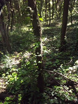 bosco bufalara 15