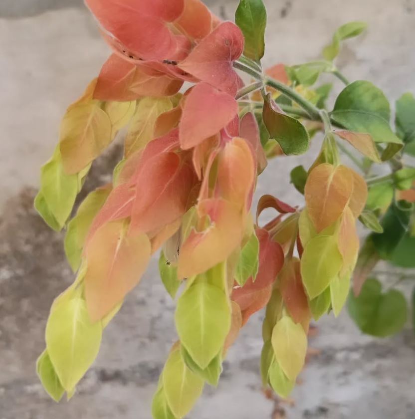 pianta gamberetto