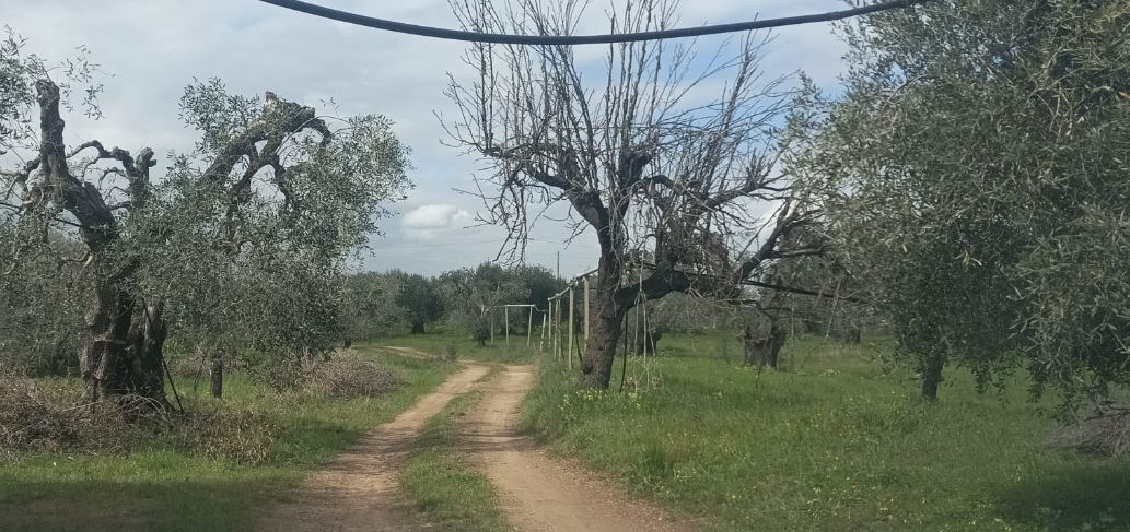 Mandorlo-Ulivo, consociazione che si perde nella storia