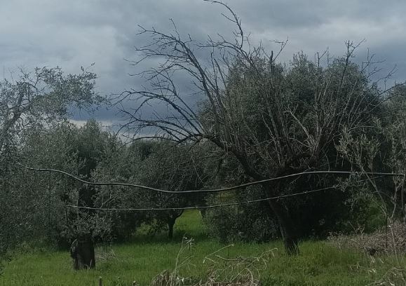 Mandorlo-Ulivo, consociazione che si perde nella storia