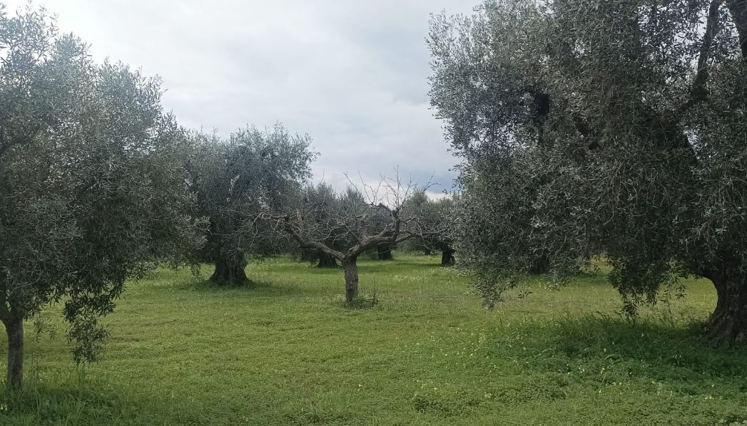 Mandorlo-Ulivo, consociazione che si perde nella storia